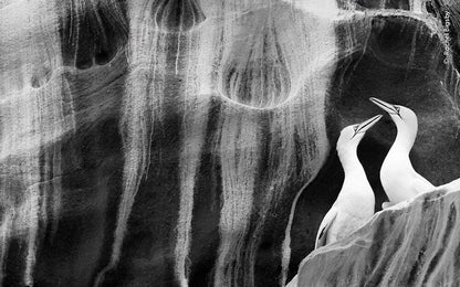 Knesebeck Wildlife Fotografien des Jahres - Portfolio 33 (Deutsch, 2023, Ulrike Kretschmer, Natural History Museum)