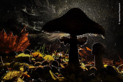 Knesebeck Wildlife Fotografien des Jahres - Portfolio 33 (Deutsch, 2023, Ulrike Kretschmer, Natural History Museum)