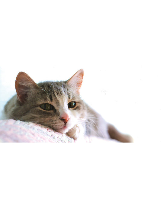 01264; PK Comb A6/5: Katzen