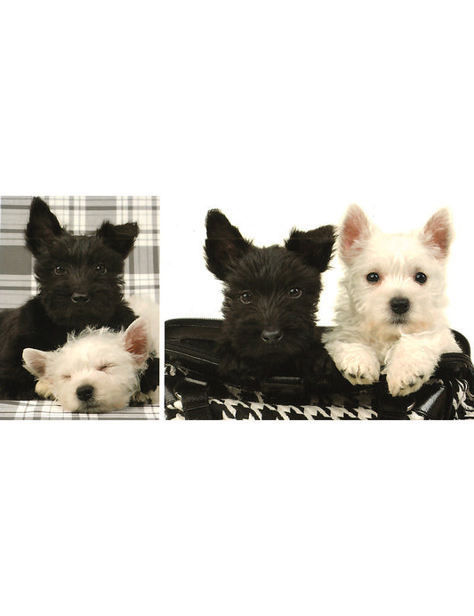 01253; PK Comb A6/5: Hunde (Westies)