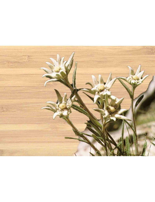 Postkarte. Bambus Swiss Colored. Edelweiss