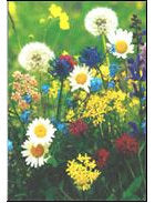 Postkarte. Bambus Swiss Colored. Wiesenblumen