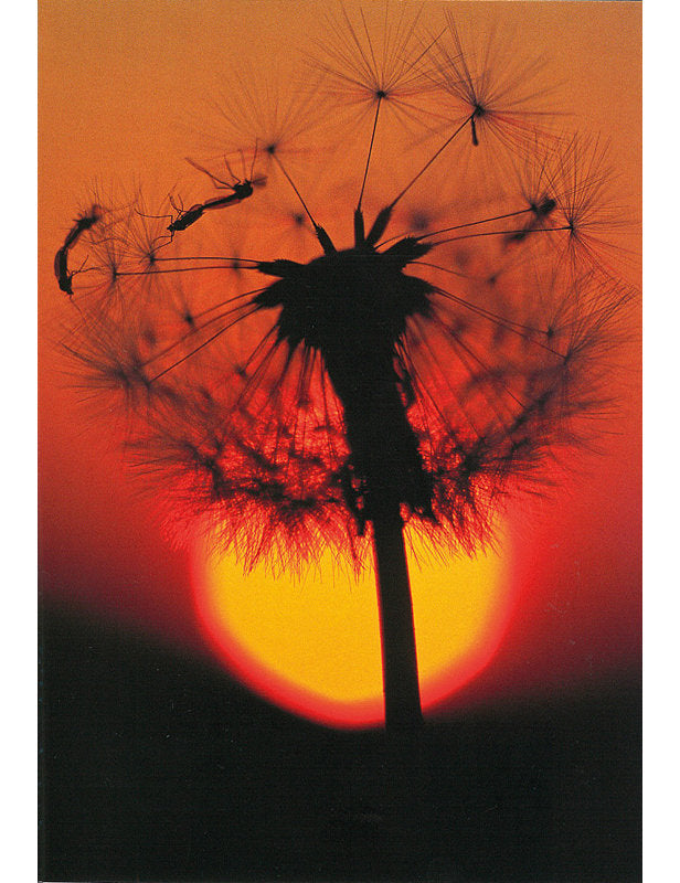 Postkarte Swiss Image hoch Löwenzahn