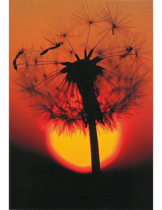 Postkarte Swiss Image hoch Löwenzahn