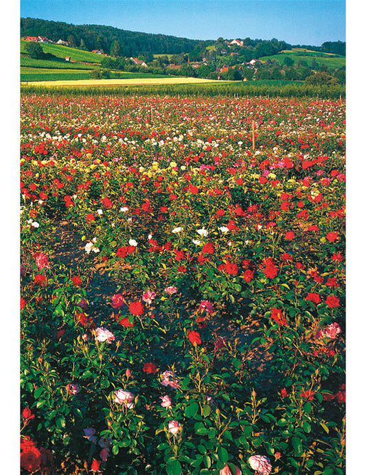 Postkarte Swiss Image hoch Nussbaumen TG