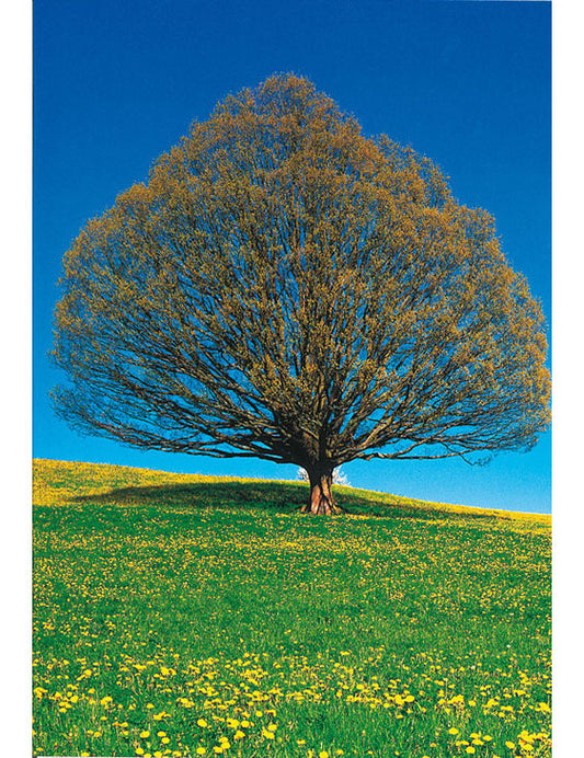 Postkarte Swiss Image hoch Eichen bei Wintersingen BL