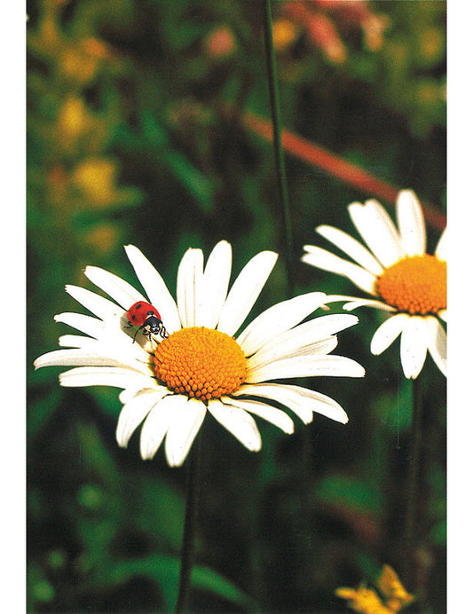 Postkarte Swiss Image hoch Margeriten