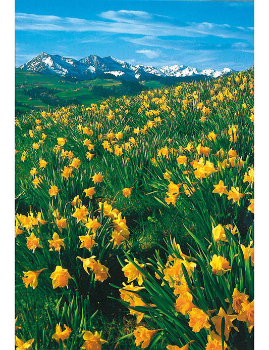 Postkarte Swiss Image hoch bei Schwarzenegg BE