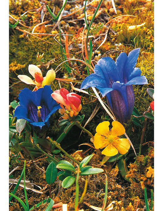 Postkarte Swiss Image hoch Alpenflora