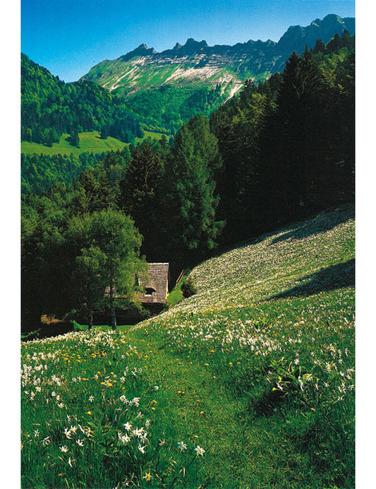 Postkarte Swiss Image hoch bei Les Avants