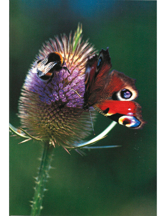 Postkarte Swiss Image hoch Insekten