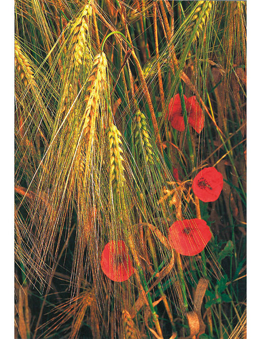 Postkarte Swiss Image hoch Klatschmohn im Gerstenfeld