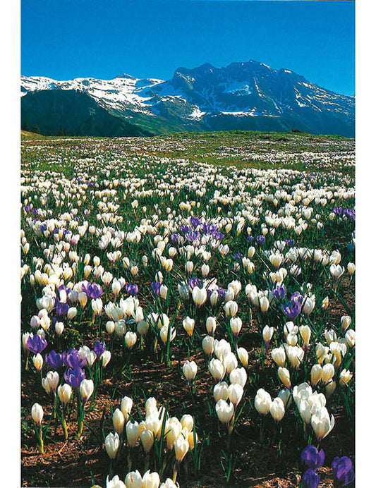 Postkarte Swiss Image hoch Alp ob Grindelwald BE