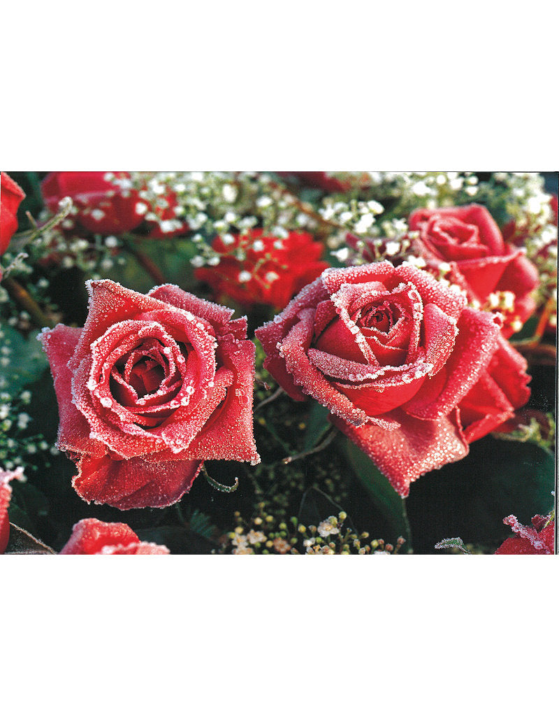 Postkarte Swiss Image hoch Rosen im Rauhreifkleid