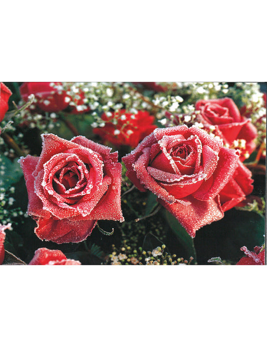 Postkarte Swiss Image hoch Rosen im Rauhreifkleid