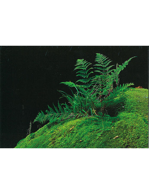 Postkarte Swiss Image hoch Farn