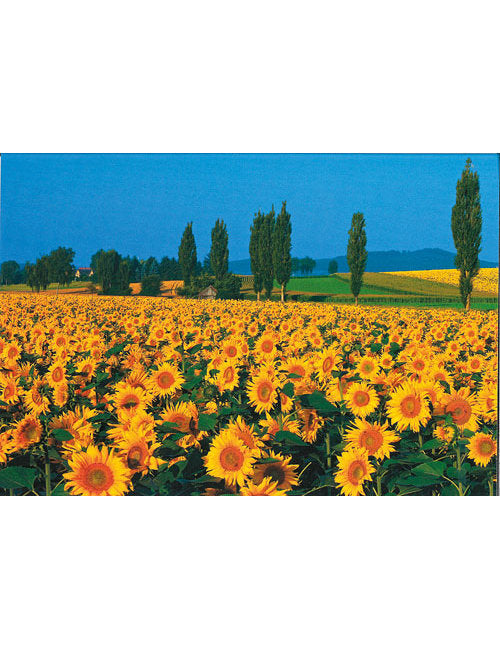 Postkarte Swiss Image hoch Unterklettgau SH