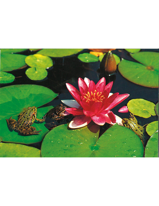 Postkarte Swiss Image hoch Seerose mit Fröschlein