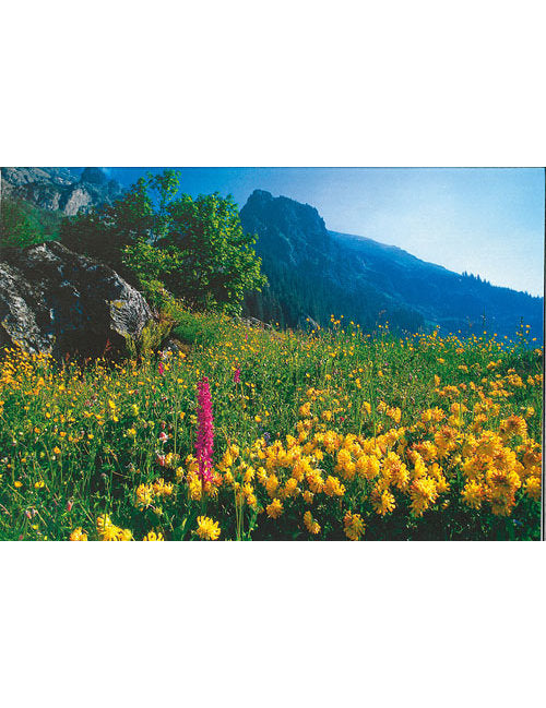 Postkarte Swiss Image hoch Hornklee