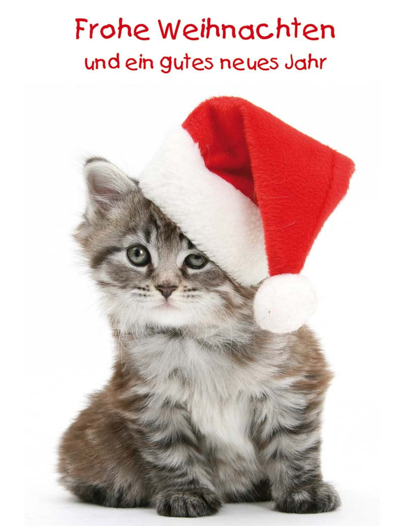 Doppelkarte. Emotion - Frohe Weihnachten und ein gutes neues Jahr - Katze