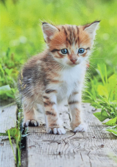 Blanko  ( 7 x 10 cm )