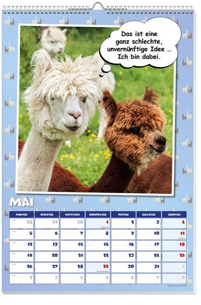 Coole Lamas Posterkalender 2025