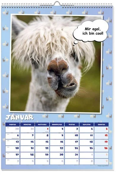 Coole Lamas Posterkalender 2025